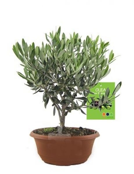 OLEA EUROPAEA TERRINE