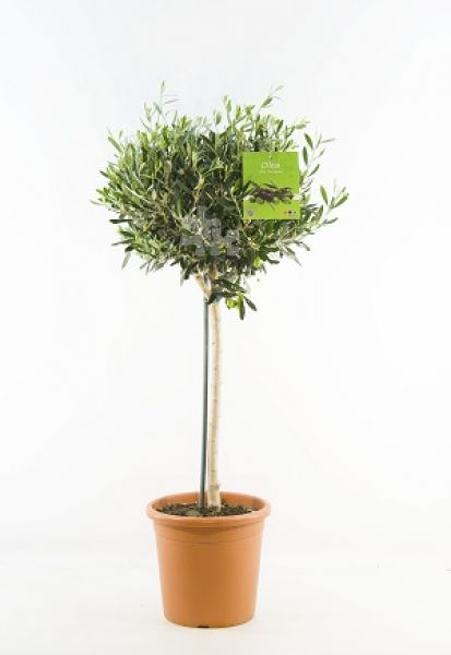 OLEA EUROPAEA TIGE