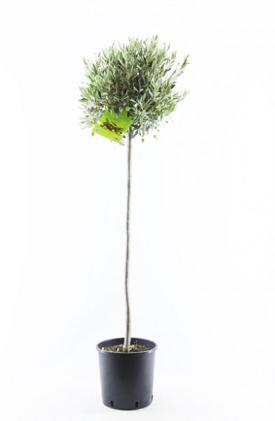 OLEA EUROPAEA TIGE