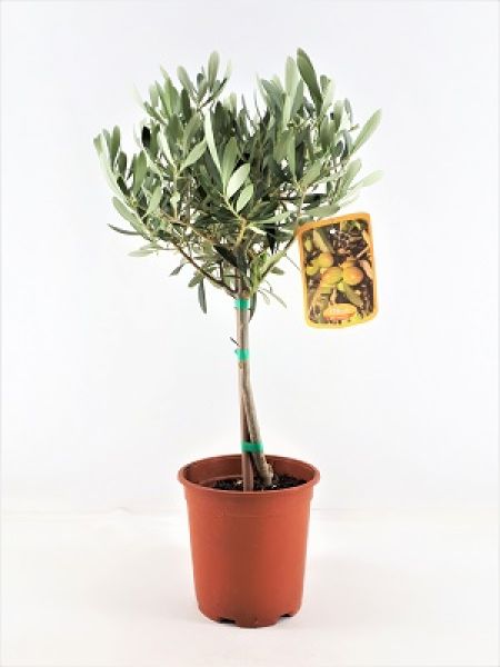 OLEA EUROPAEA TIGE