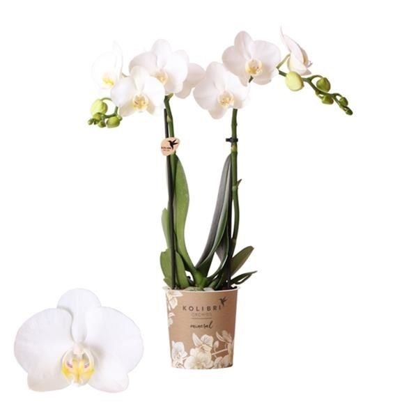 PHALAENOPSIS 2 T AMABILIS
