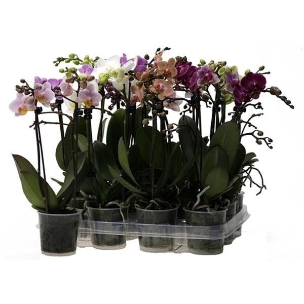 PHALAENOPSIS 2T MIX