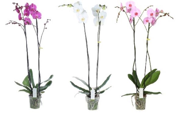 PHALAENOPSIS BIJOUX MIX 2T