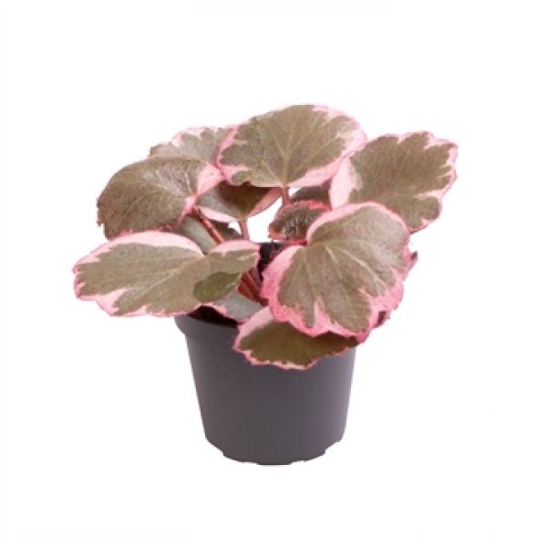SAXIFRAGA STOLONIFERA