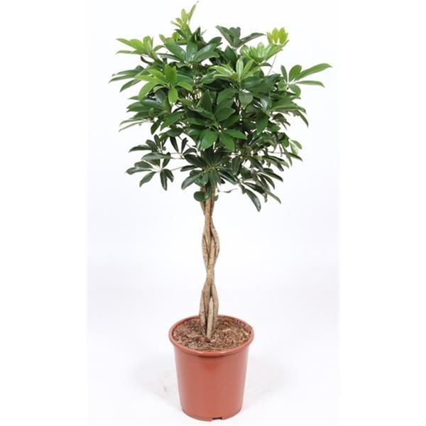 SCHEFFLERA COMPACTA