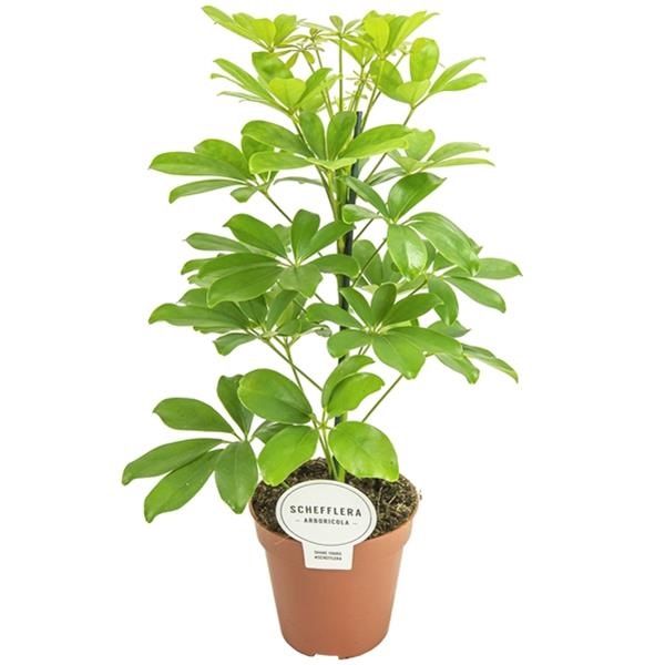 SCHEFFLERA NORA