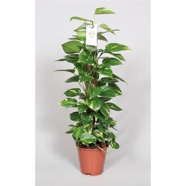 SCINDAPSUS AUREUM