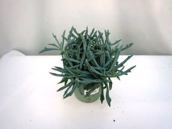 SENECIO TRIDENT BLUE