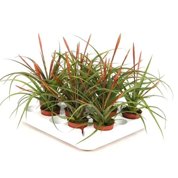 TILLANDSIA FLABELLATA