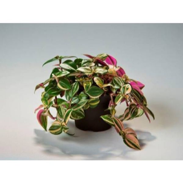 TRADESCANTIA TRICOLOR