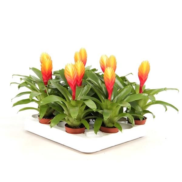 VRIESEA DORADO