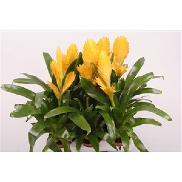 VRIESEA GOLDSTAR