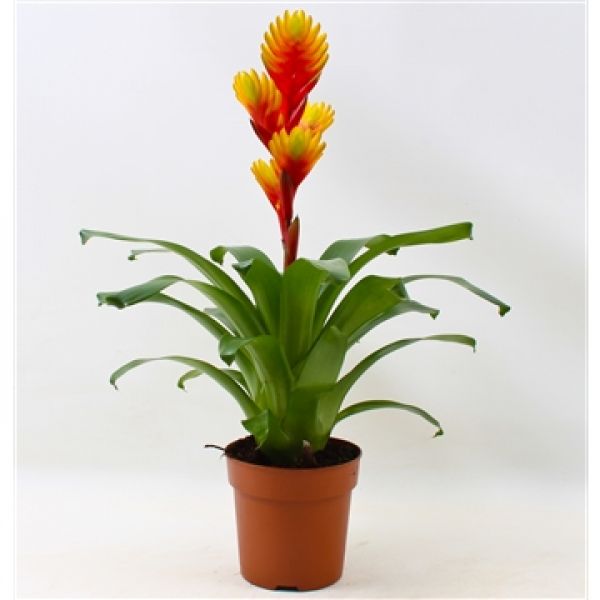 VRIESEA TOSCA