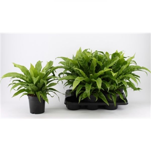 ASPLENIUM ANTIGUM