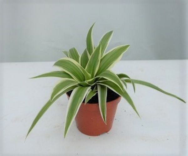 CHLOROPHYTUM LAXUM