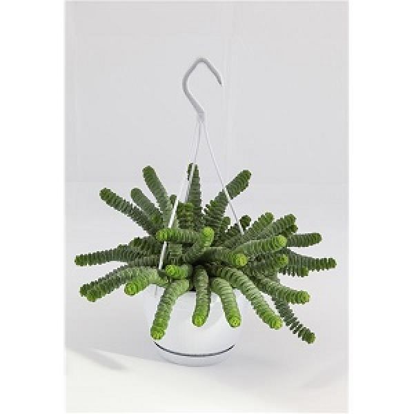 CRASSULA HOTTENTOT