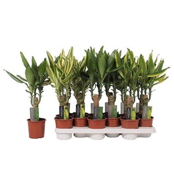 DRACAENA FRAGRANS