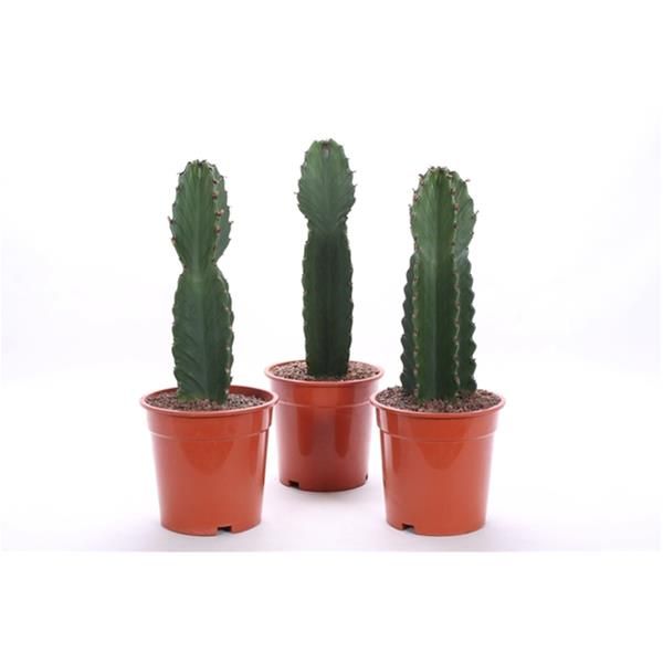 EUPHORBIA INGENS