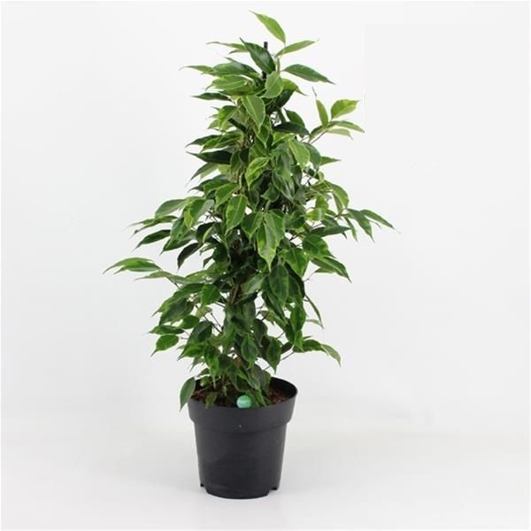 FICUS ANASTASIA