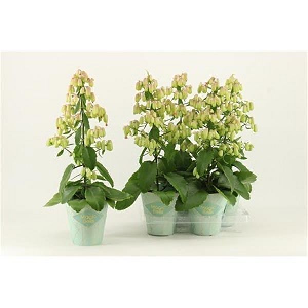KALANCHOE MAGIC BELL