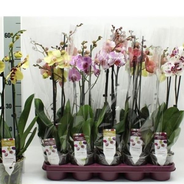 PHALAENOPSIS 2T MIX