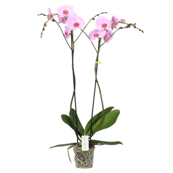 PHALAENOPSIS BIJOUX LIGHT PINK