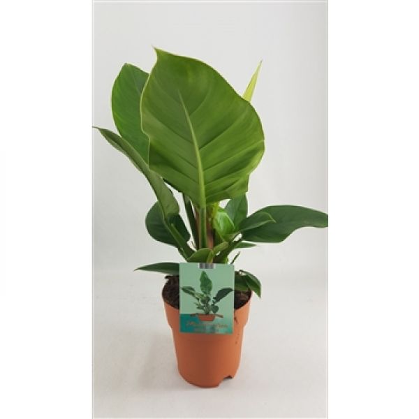 PHILODENDRON IMPERIAL GREEN