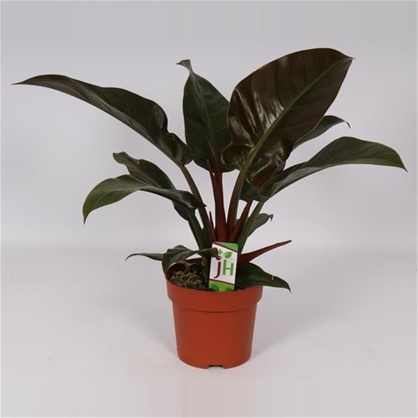 PHILODENDRON IMPERIAL