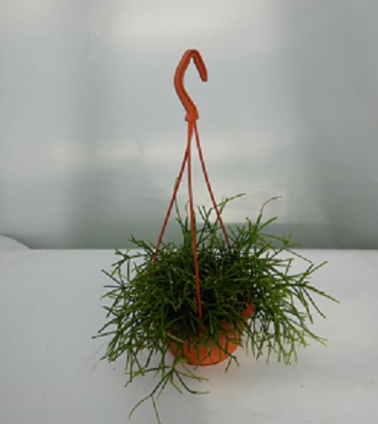 RHIPSALIS CASSUTTA