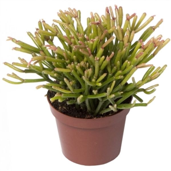 RHIPSALIS CLAVATA