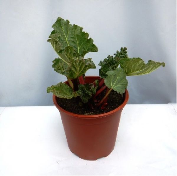 RHUBARBE