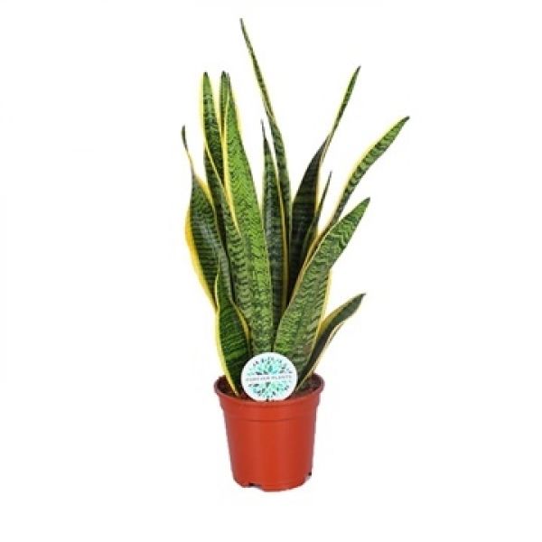 SANSEVERIA LAURENTII