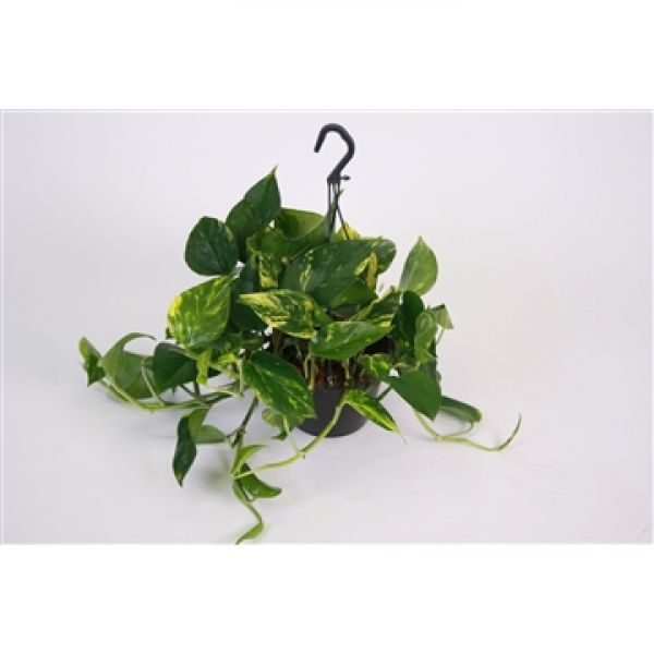 SCINDAPSUS AUREUM