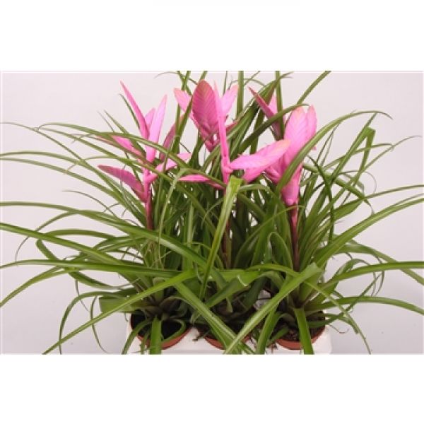 TILLANDSIA ALEXANDER