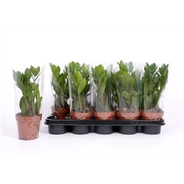 ZAMIOCULCAS