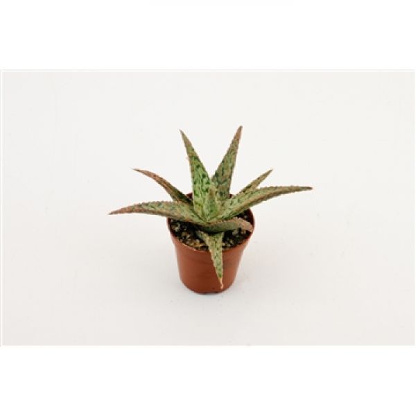 ALOE CAROLA