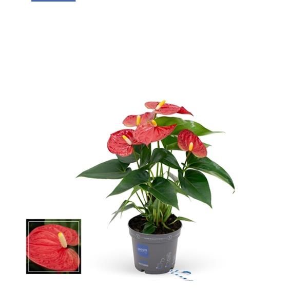 ANTHURIUM RED