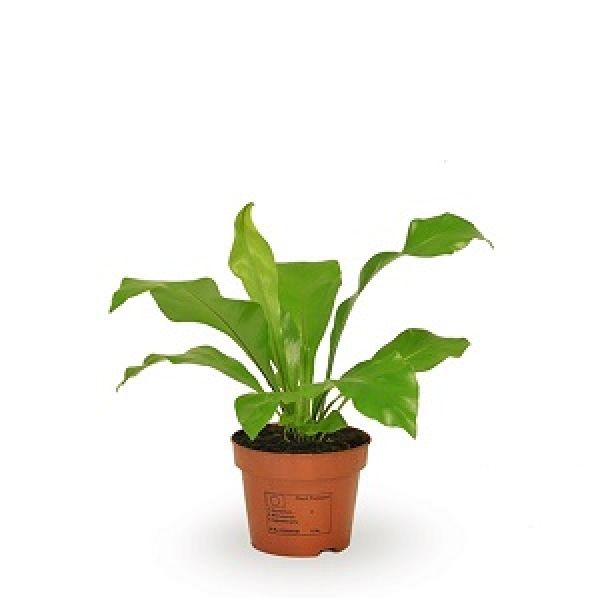 ASPLENIUM NIDUS