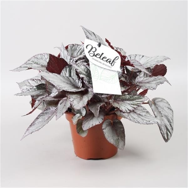 BEGONIA REX BELEAF ARCTIC BREEZE