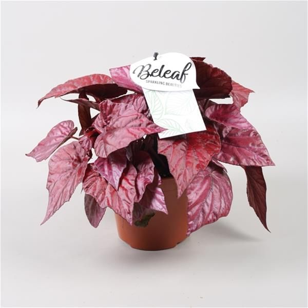 BEGONIA REX BELEAF INCA FLAME