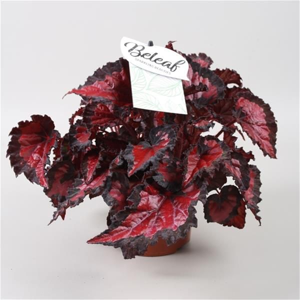 BEGONIA REX BELEAF INCA NIGHT