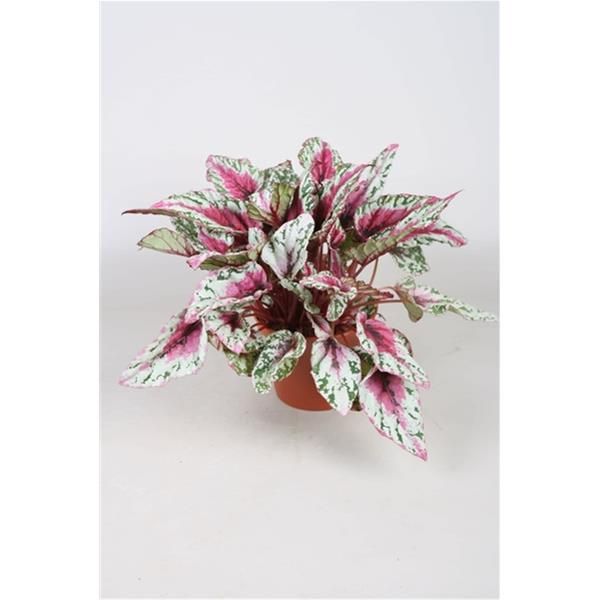 BEGONIA REX BELEAF MAUI SUNSET