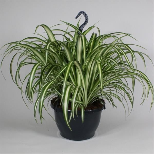 CHLOROPHYTUM COMOSUM