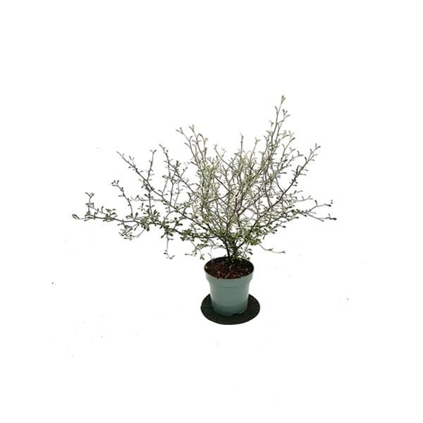 COROKIA MAORI GREEN