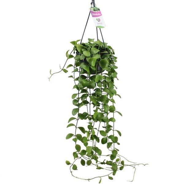 DISCHIDIA IMBRICATA