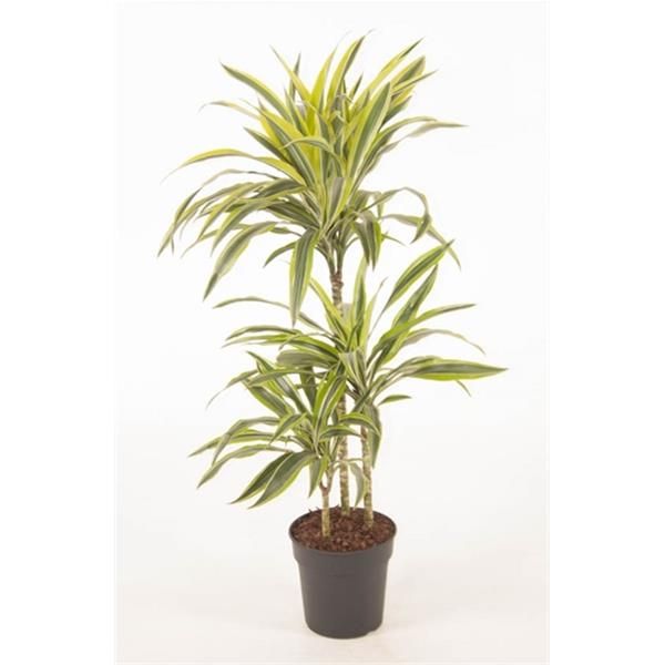 DRACAENA LEMON LIME