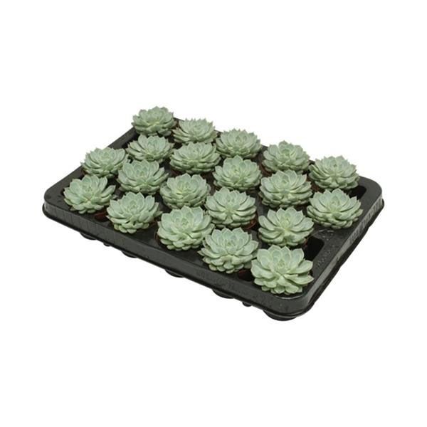 ECHEVERIA ELEGANS