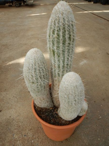 ESPOSTOA MELANOSTELE GRUPPO