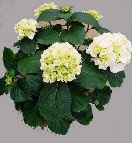HYDRANGEA MACROPHYLLA