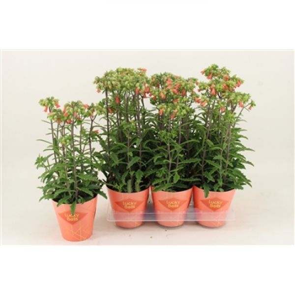 KALANCHOE LUCKY BELLS